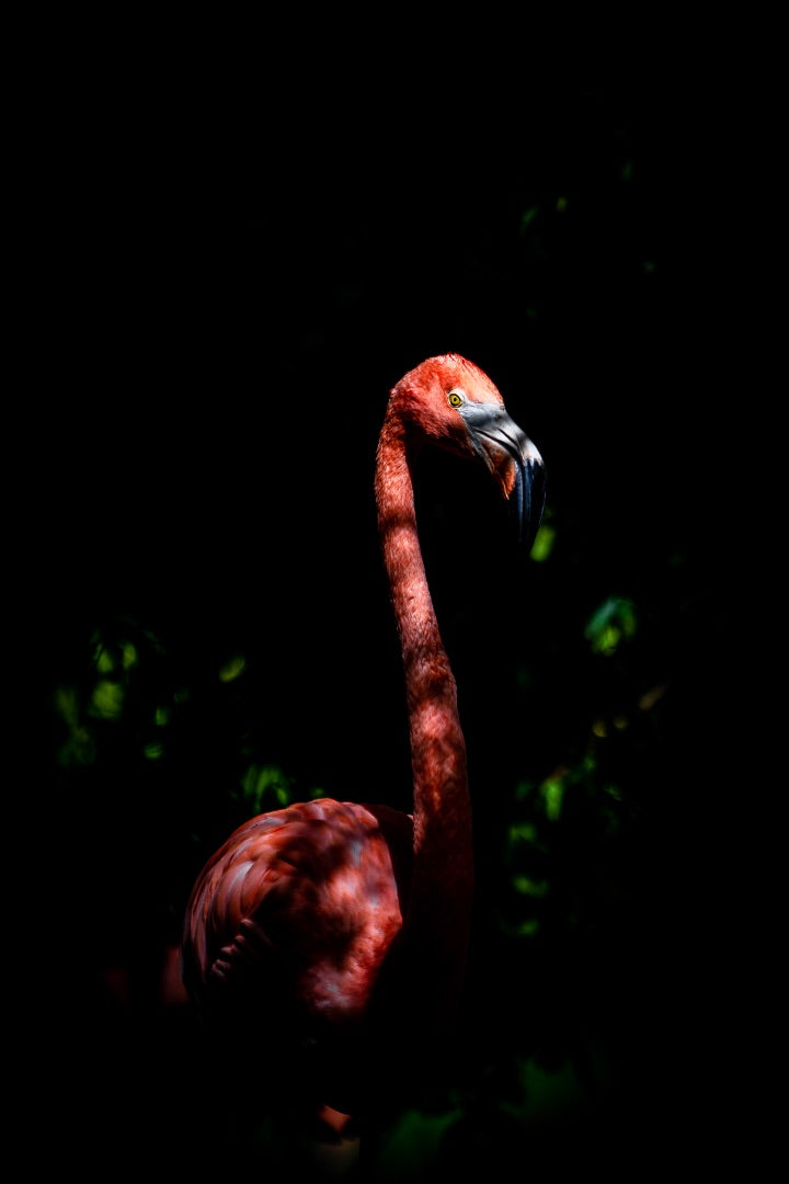 Scarlet Silence