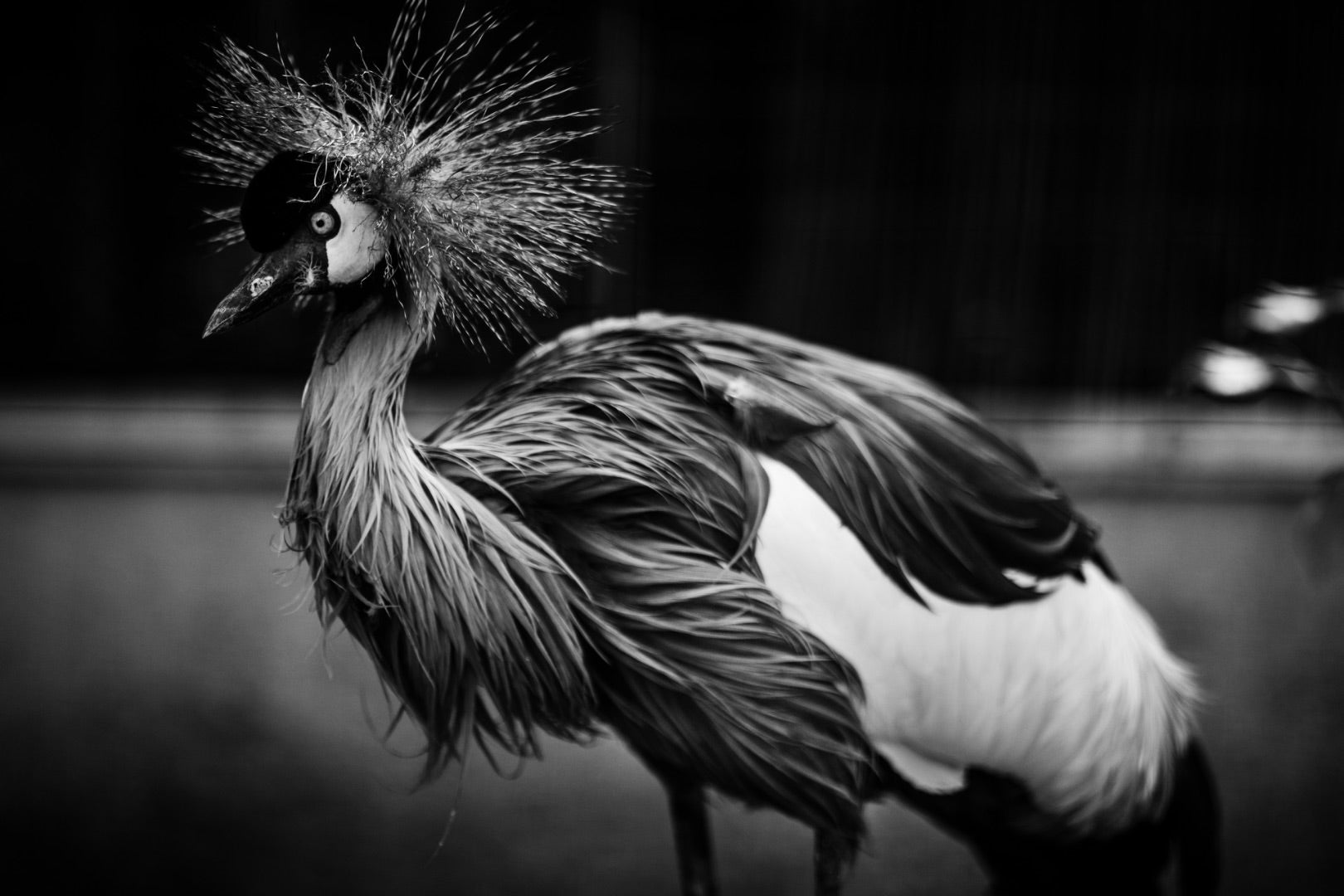 Noir Majesty