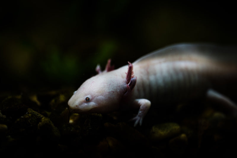 Submerged Silence