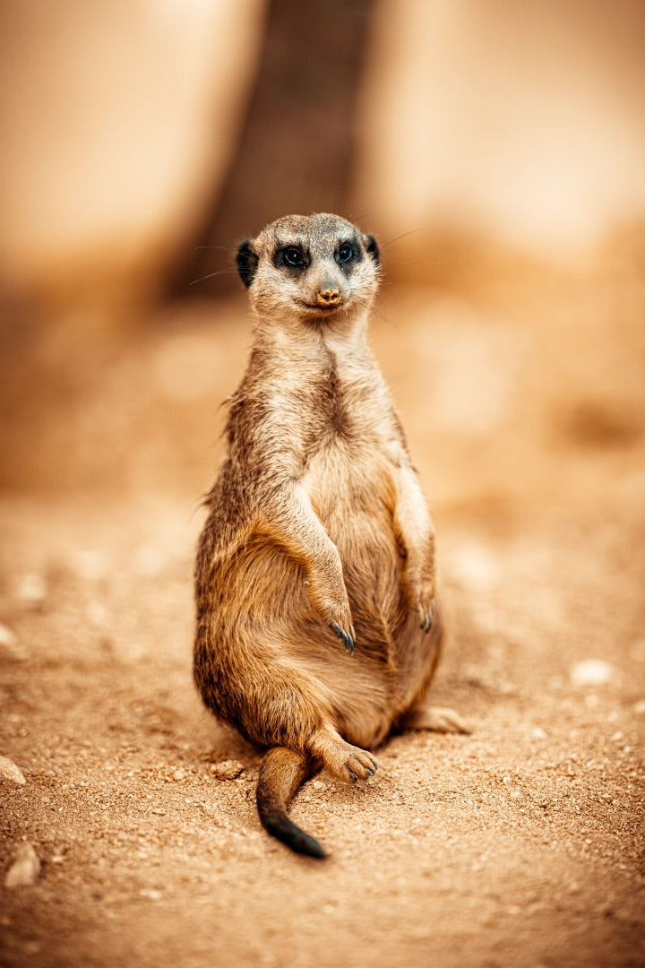 Sentinel of the Sand