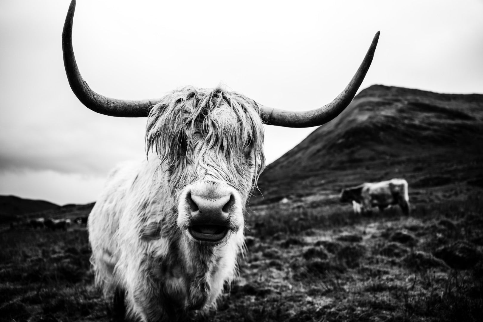 Highland Encounter - B&W