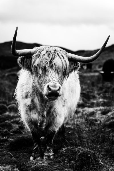 Highland Monarch - B&W